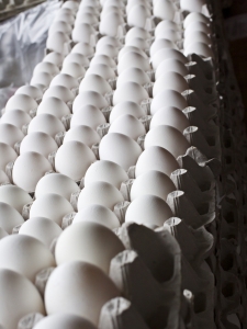 dozens of eggs