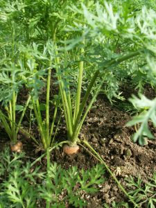 carrots_garden