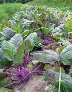 communitygarden