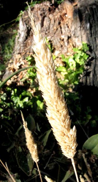 Grain
